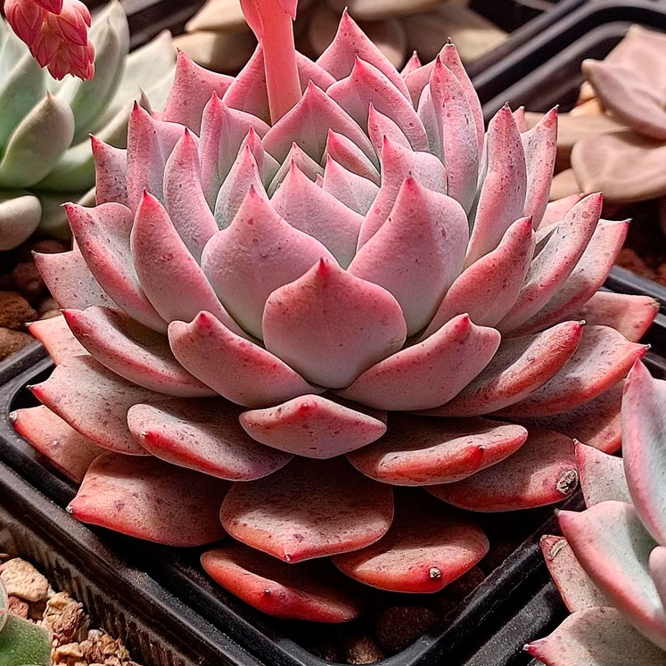 Echeveria Blue Bird