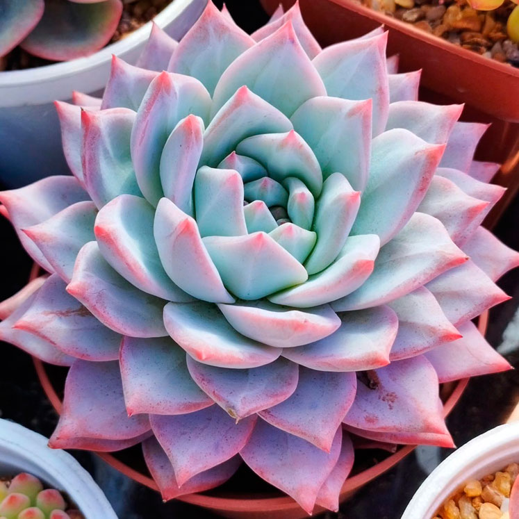 Echeveria Blue Bird
