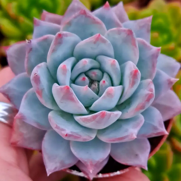 Echeveria Blue Bird