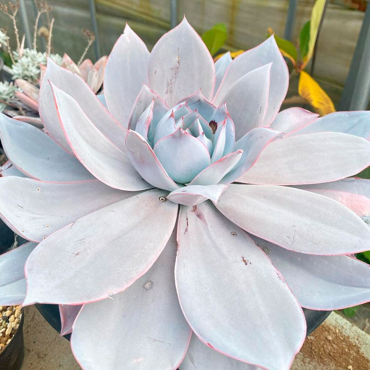 Echeveria Cante