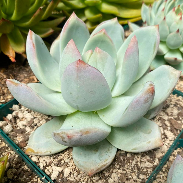 Echeveria Colorata