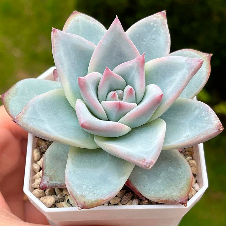Echeveria Colorata