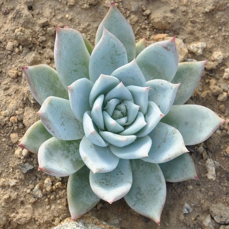 Echeveria Colorata: Cuidados y Reproducción - Suculentas.net - El mundo ...