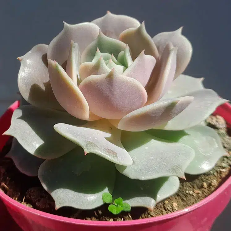 Echeveria Lola
