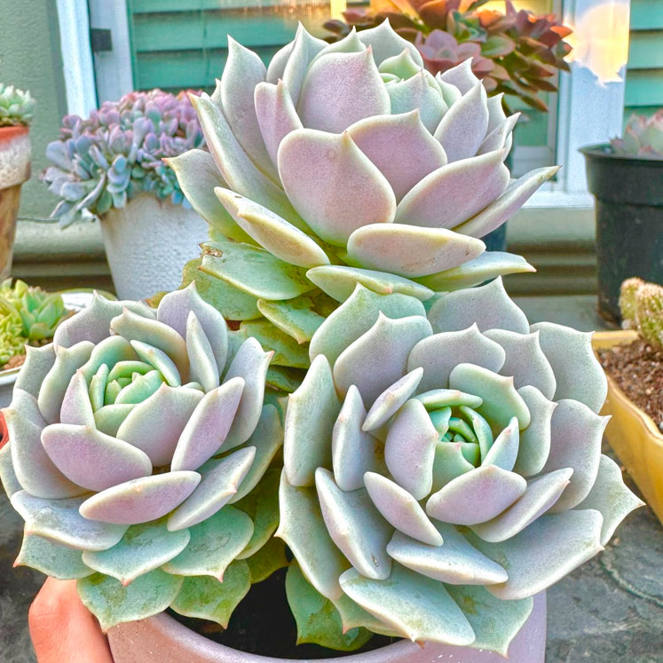 Echeveria Lola