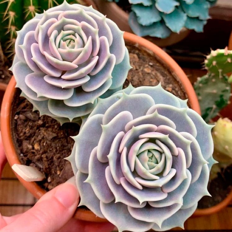 Echeveria Lola