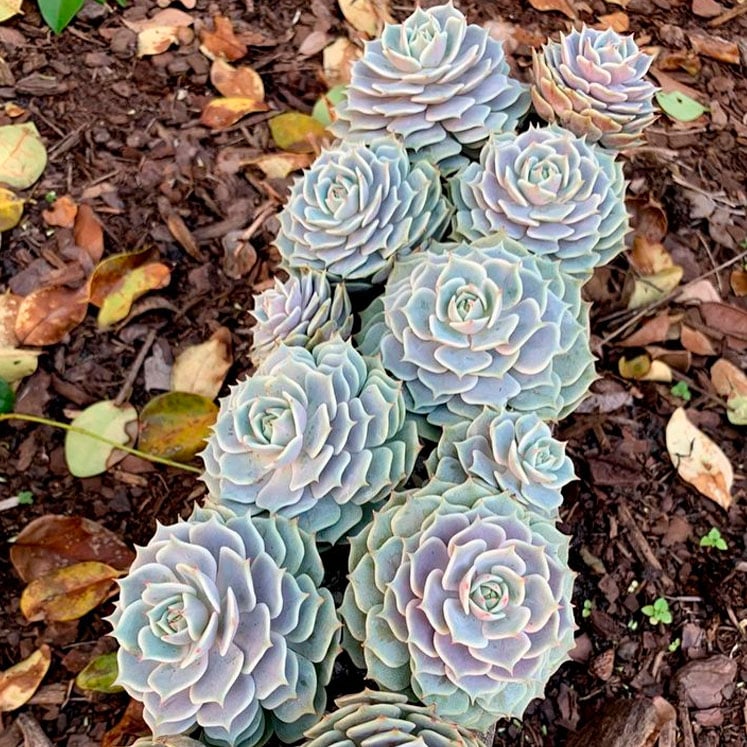 Echeveria Lola
