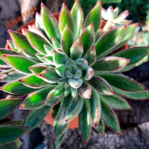 Echeveria Set Oliver