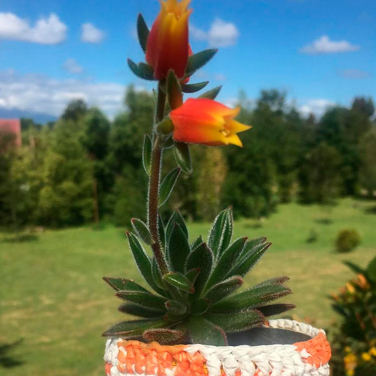 Echeveria Set Oliver