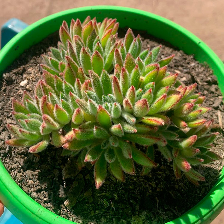 Echeveria Set Oliver