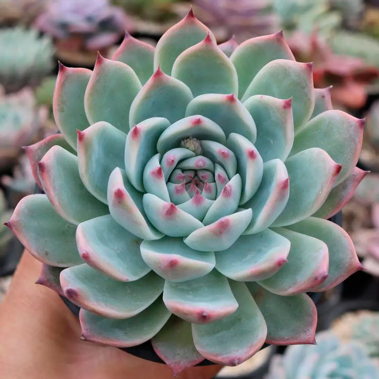 Echeveria chihuahuensis