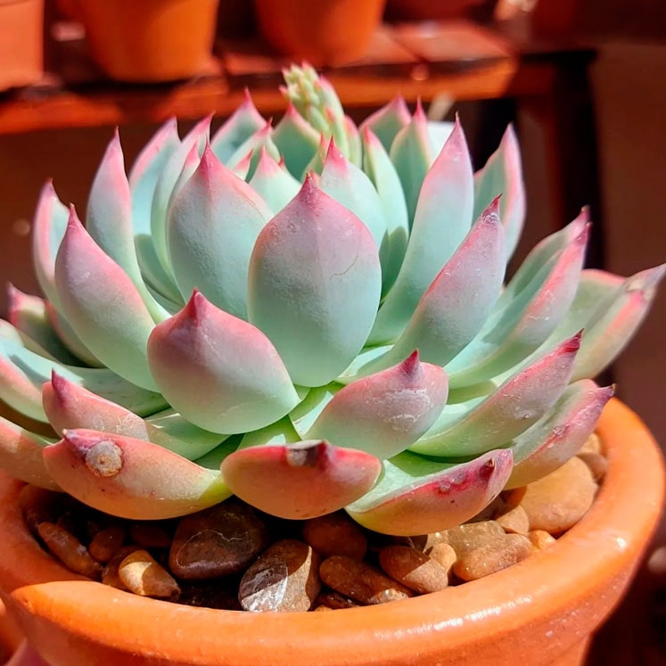 Echeveria chihuahuensis