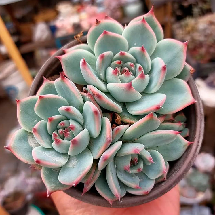Echeveria chihuahuensis