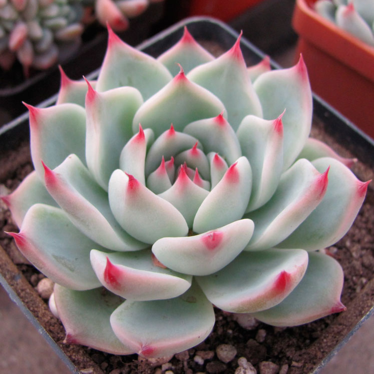 Echeveria chihuahuensis