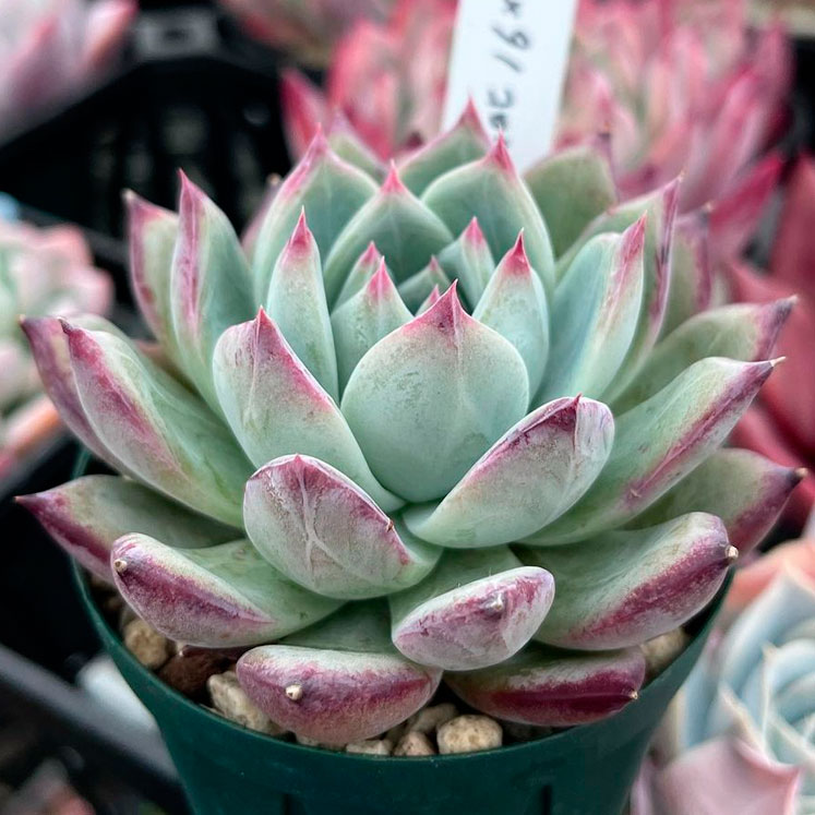 Echeveria colorata