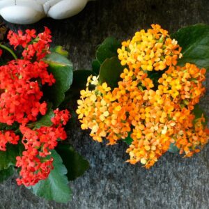 Kalanchoe blossfeldiana