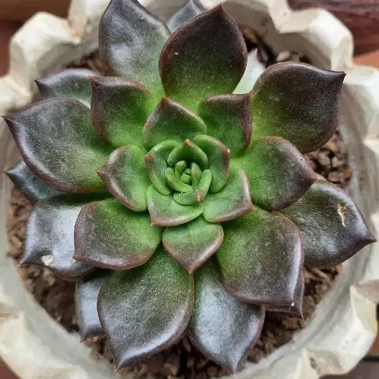 Echeveria Black Prince