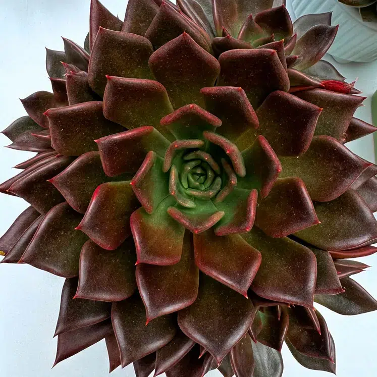 Echeveria Black Prince