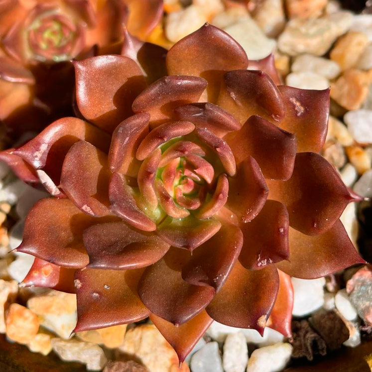 Echeveria Black Prince