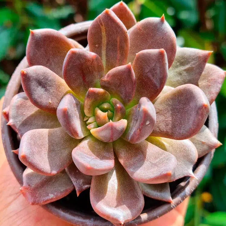 Echeveria Black Prince