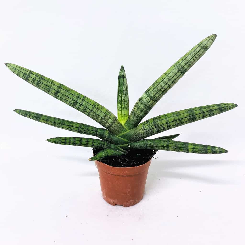 Sansevieria