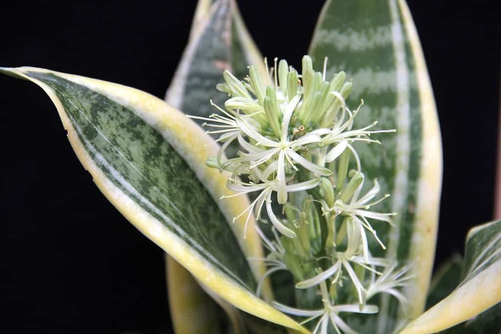 Sansevieria