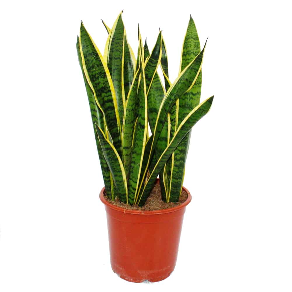 Sansevieria
