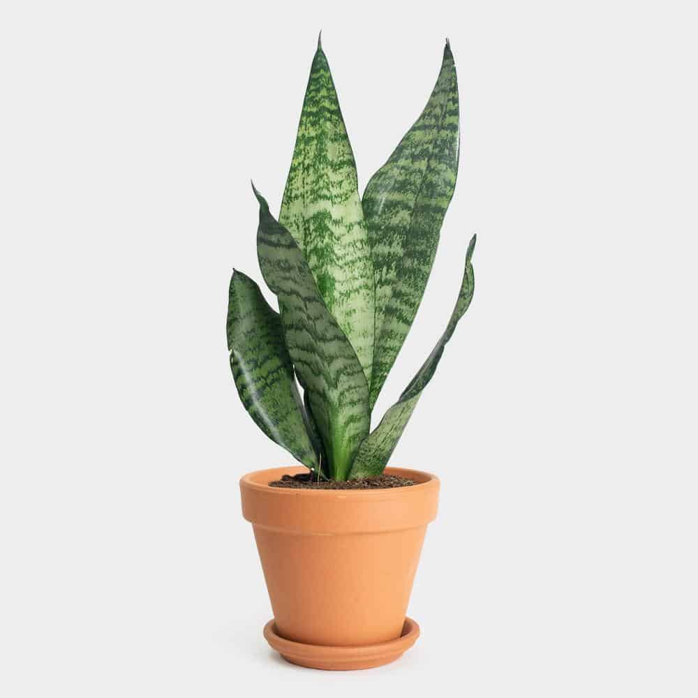 Sansevieria