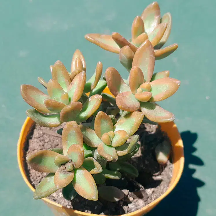 Sedum adolphii