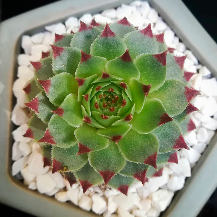 sempervivum calcareum