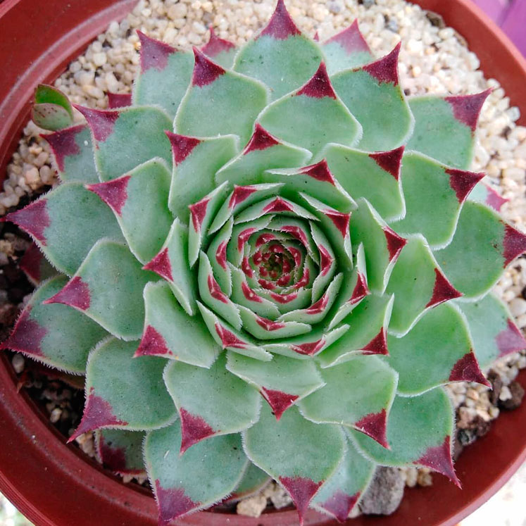 Sempervivum calcareum