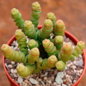 Crassula marnieriana