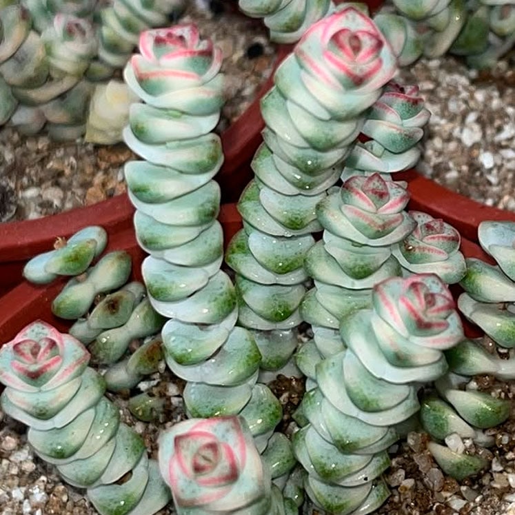 Crassula marnieriana variegata