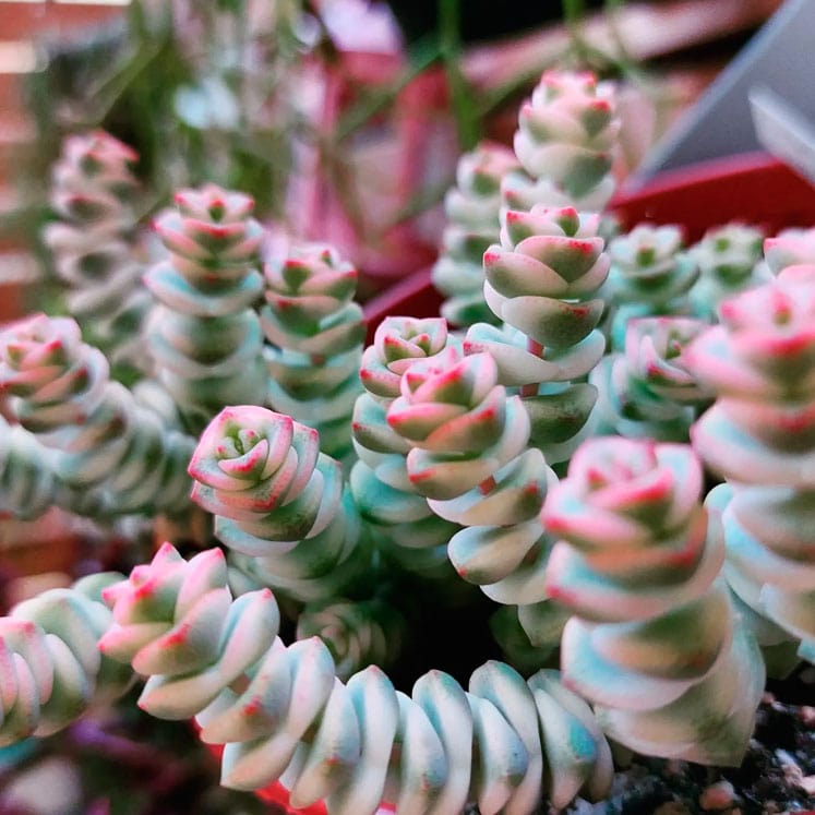 Crassula marnieriana variegata