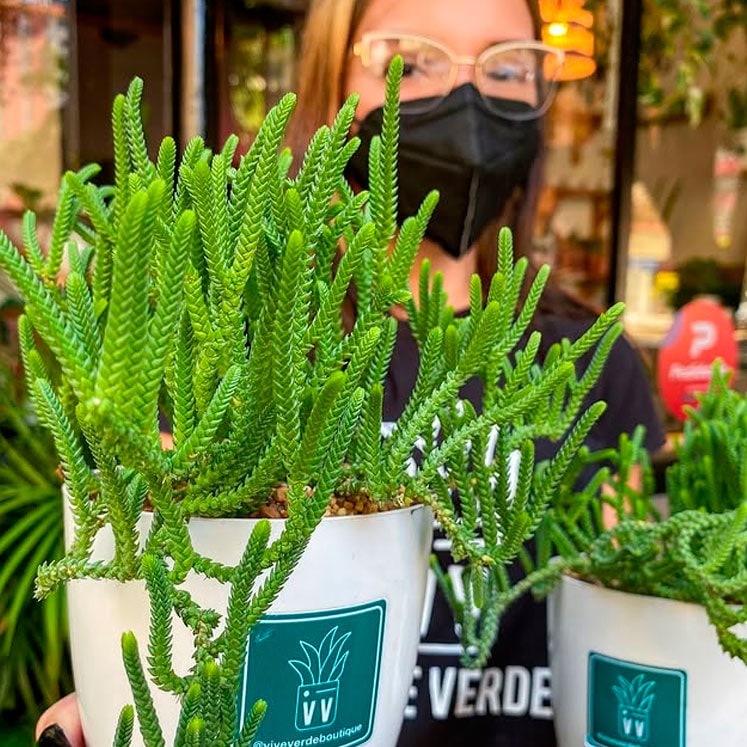 Crassula muscosa