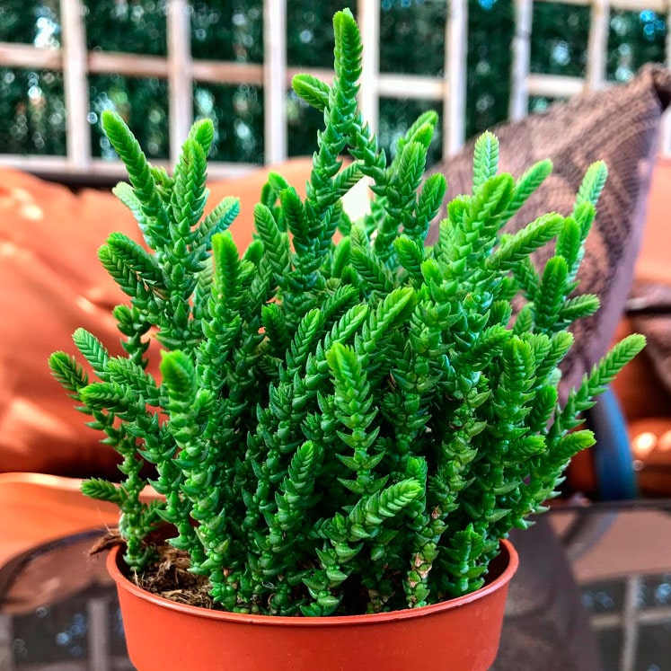 Crassula muscosa