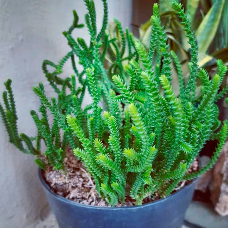 Crassula muscosa