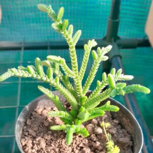 Crassula muscosa