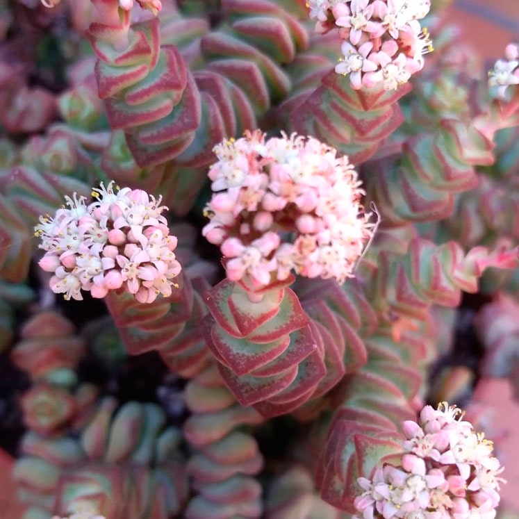 flor de Crassula marnieriana