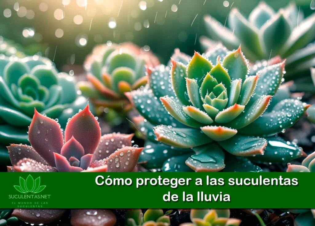 Cómo proteger a las suculentas de la lluvia