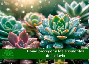 Cómo proteger a las suculentas de la lluvia