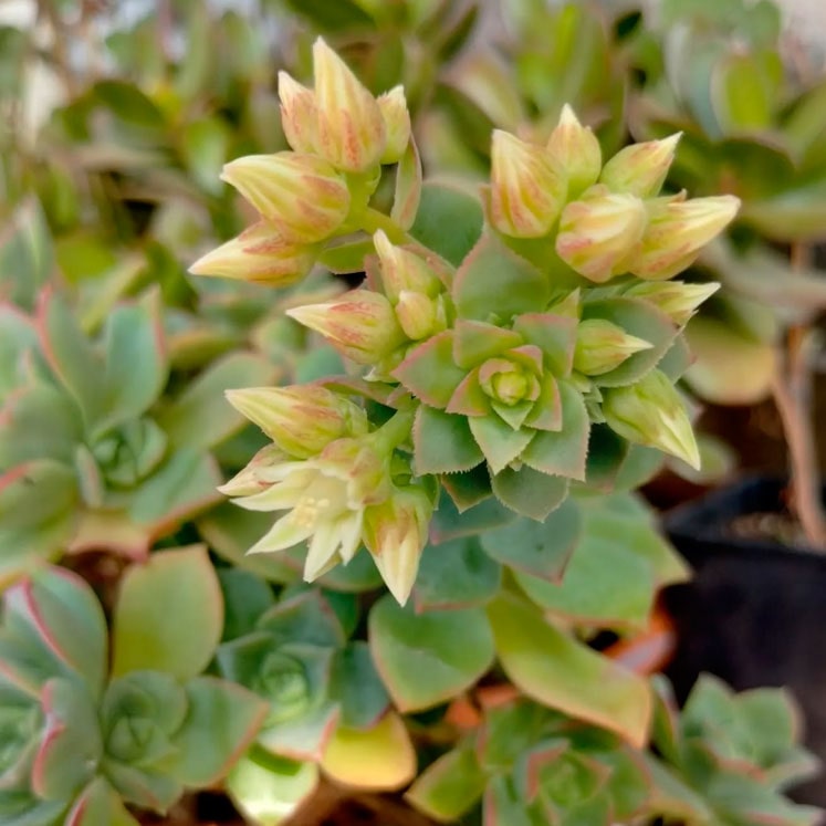 Aeonium haworthii
