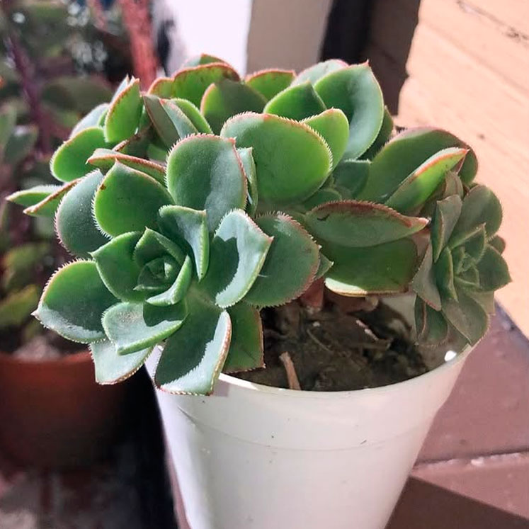 Aeonium haworthii