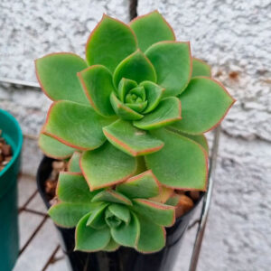 Aeonium haworthii