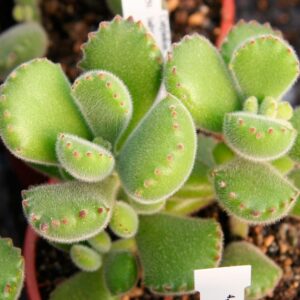 Cotyledon tomentosa