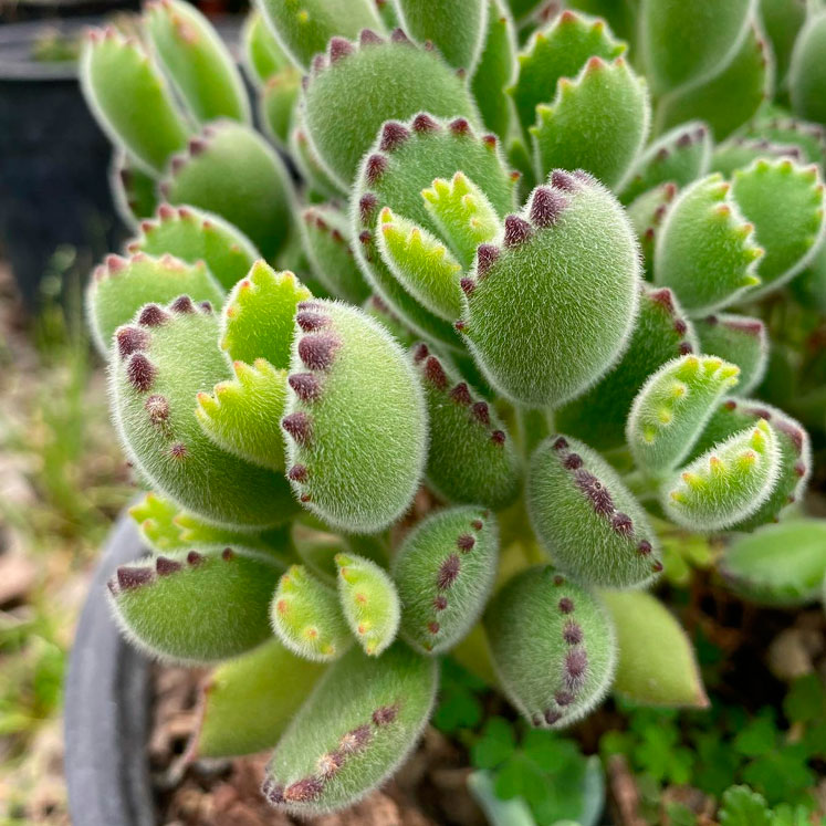 Cotyledon tomentosa