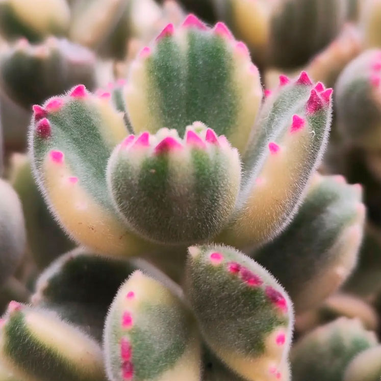 Cotyledon tomentosa variegada