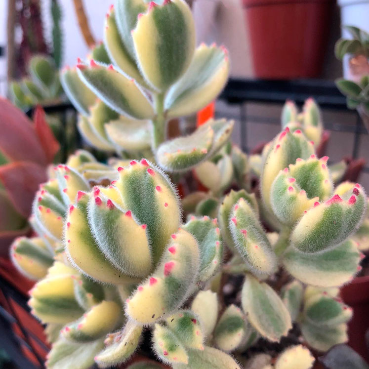 Cotyledon tomentosa variegada