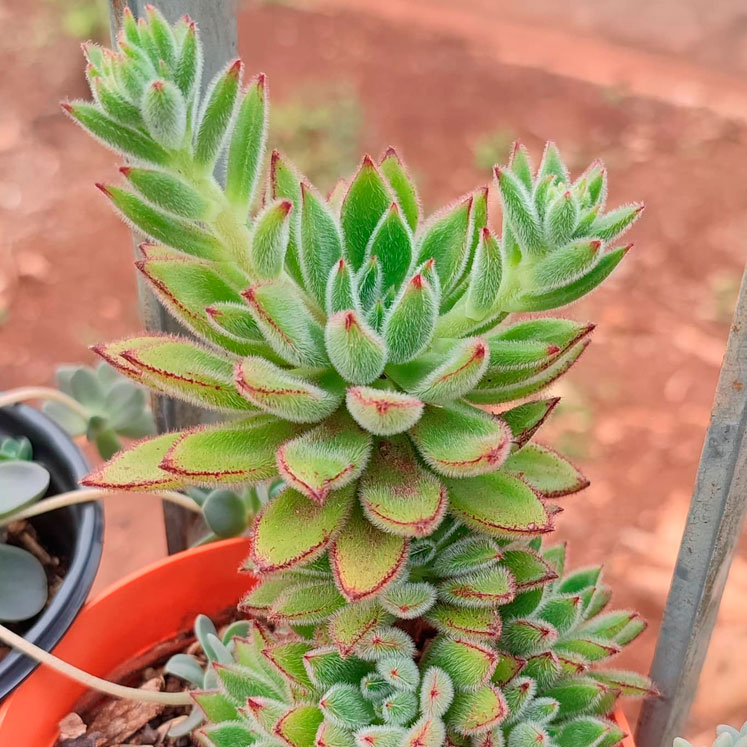 Echeveria Set Oliver