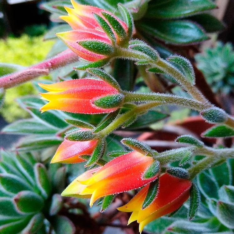 Echeveria Set Oliver